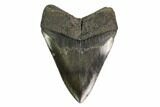 Serrated, Fossil Megalodon Tooth #149379-1